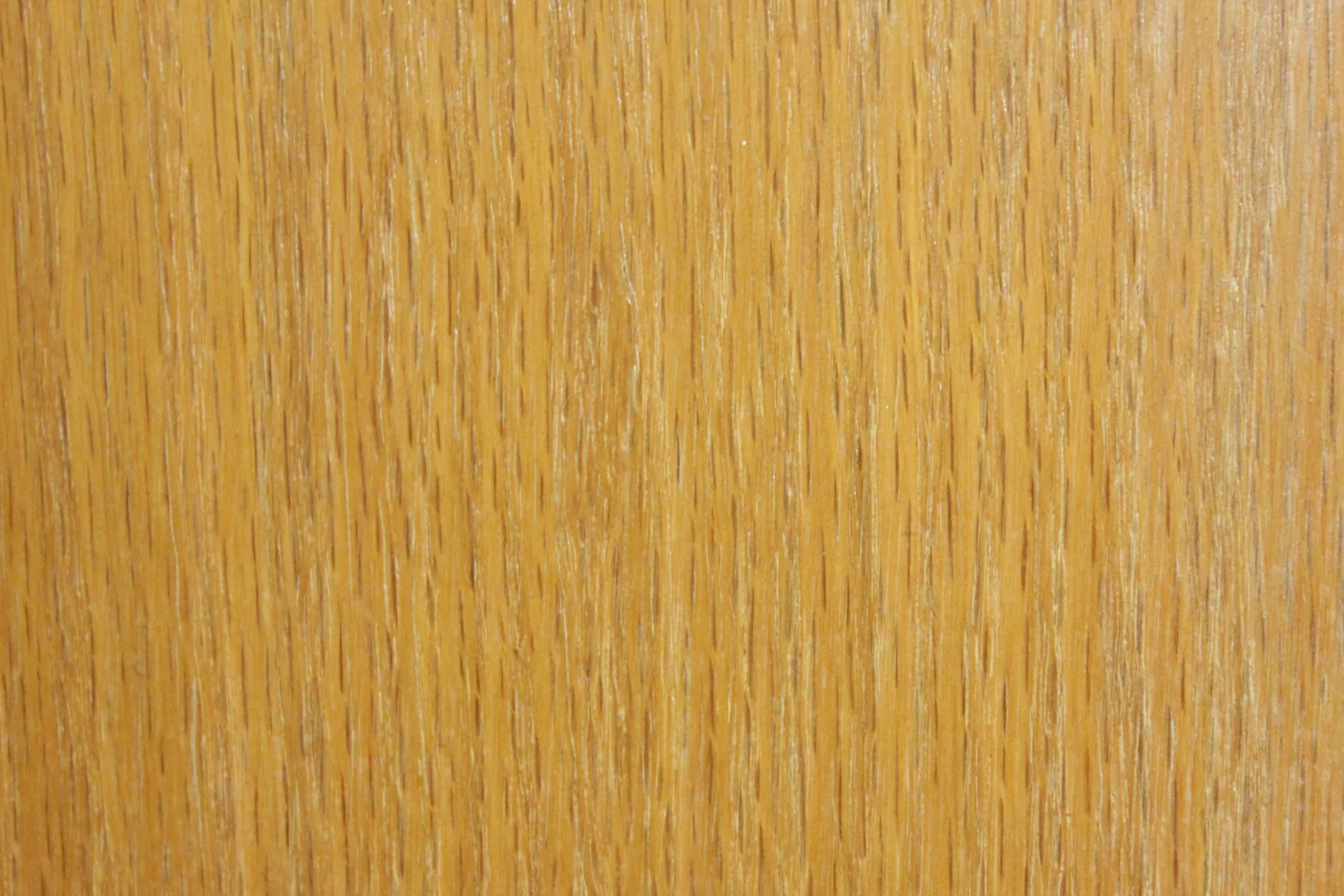Beech
